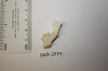 Media type: image;   Invertebrate Zoology CNID-2774 Description: Preserved specimen.;